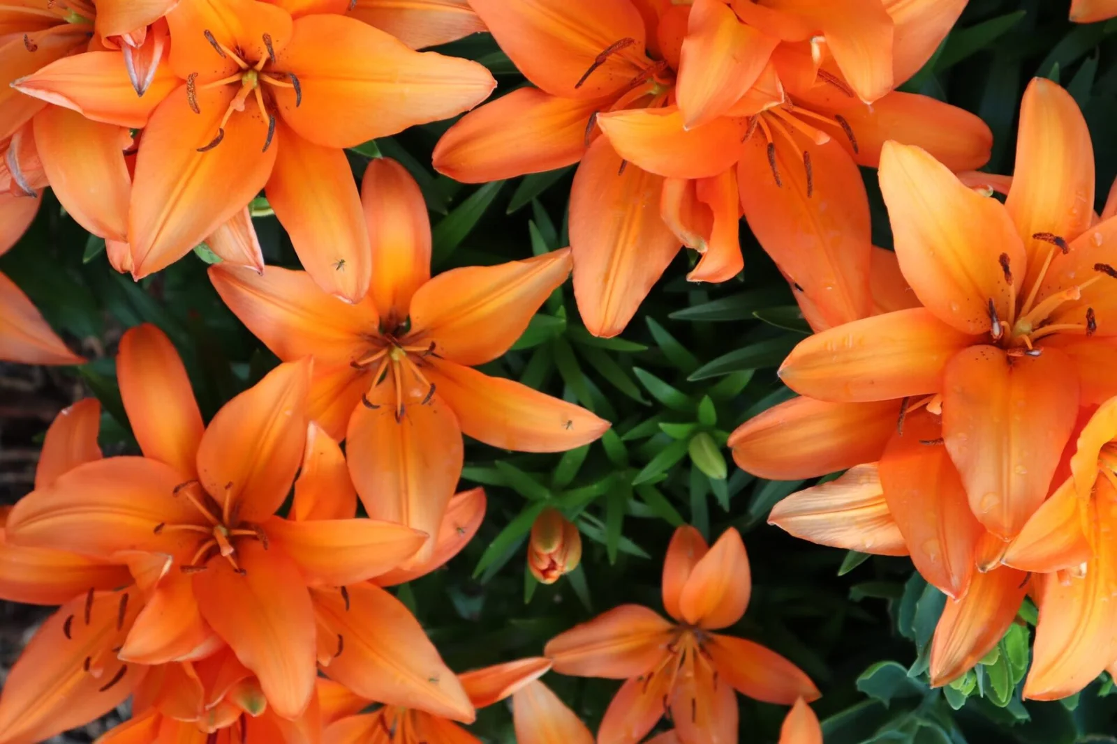 Lily
